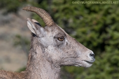 Rocky Mountain Bighorn Sheep 051