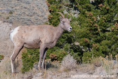 Rocky Mountain Bighorn Sheep 056