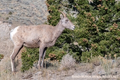 Rocky Mountain Bighorn Sheep 058