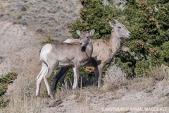 Rocky Mountain Bighorn Sheep 059