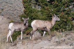 Rocky Mountain Bighorn Sheep 060