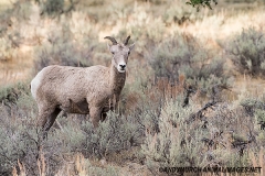 Rocky Mountain Bighorn Sheep 062