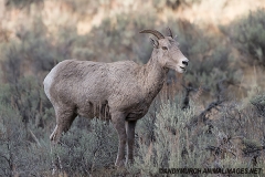 Rocky Mountain Bighorn Sheep 063