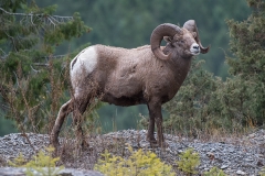 Rocky Mountain Bighorn sheep