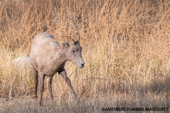 Rocky Mountain Bighorn Sheep 067