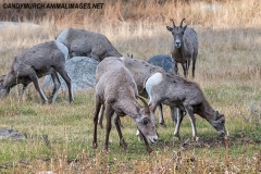Rocky Mountain Bighorn Sheep 070
