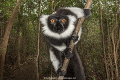 Black and White Ruffed Lemur