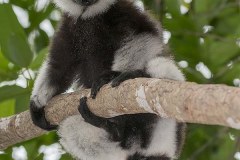 Black and White Ruffed Lemur 002