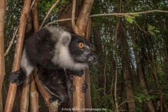 Black and White Ruffed Lemur 003