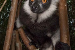 Black and White Ruffed Lemur 004