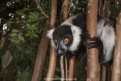 Black and White Ruffed Lemur 007