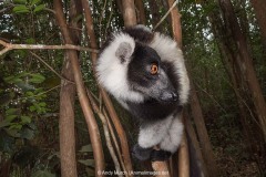 Black and White Ruffed Lemur 010