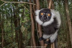 Black and White Ruffed Lemur 011