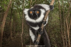 Black and White Ruffed Lemur 014