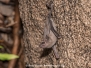 Black-bearded Tomb Bat