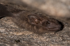 Black-bearded Tomb Bat 001