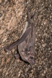 Black-bearded Tomb Bat 005