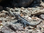Black Iguana