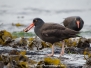 Oystercatchers