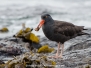 Black Oystercatcher