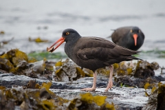 Black Oystercatcher 001