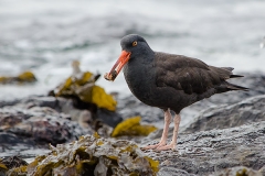 Black Oystercatcher 002