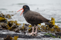 Black Oystercatcher 003