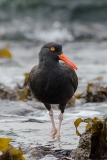 Black Oystercatcher 004