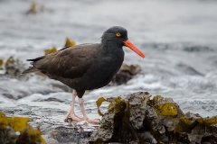 Black Oystercatcher 005