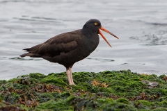 Black Oystercatcher 006