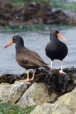 Black Oystercatcher 007