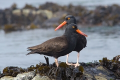 Black Oystercatcher 008