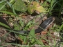 Black Racer