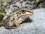 True Frogs