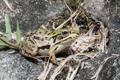 Black-spotted Pond Frog 001