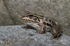 Black-spotted Pond Frog 003