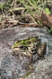 Black-spotted Pond Frog 006