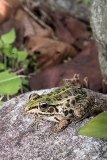 Black-spotted Pond Frog 008