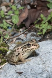 Black-spotted Pond Frog 012