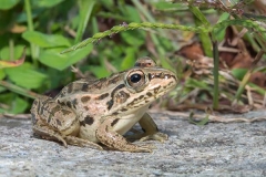 Black-spotted Pond Frog 014