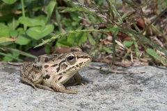 Black-spotted Pond Frog 015