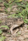 Black-spotted Pond Frog 017