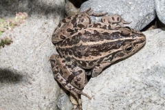 Black-spotted Pond Frog 019