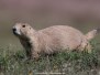 Black-tailed Prairie Dog