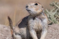 Black-tailed Prairie Dog 007