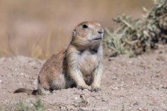 Black-tailed Prairie Dog 010