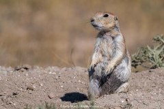 Black-tailed Prairie Dog 012