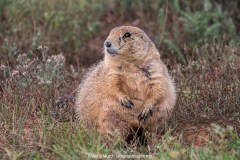 Black-tailed Prairie Dog 014