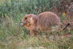 Black-tailed Prairie Dog 016