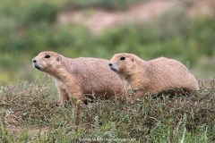 Black-tailed Prairie Dog 022